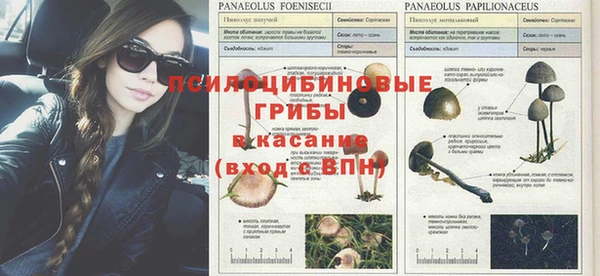 каннабис Белокуриха